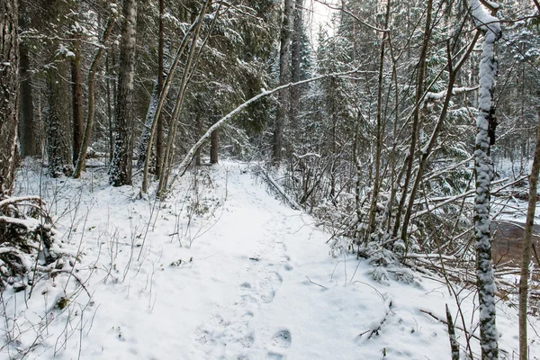 Verschneiter Winterwald mit schneebedeckten Bäumen — Stockfoto