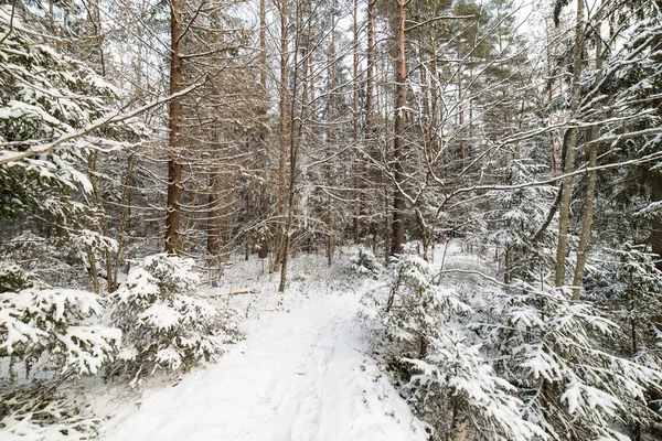 Havas téli erdő havas fákkal — Stock Fotó