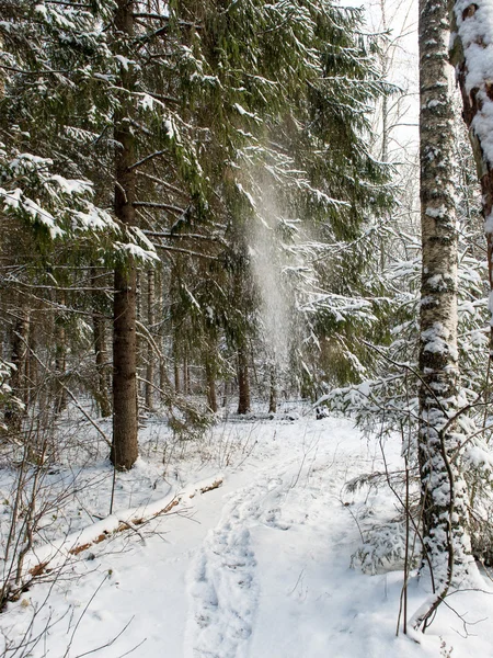 Снег падает с деревьев в зимнем лесу — стоковое фото