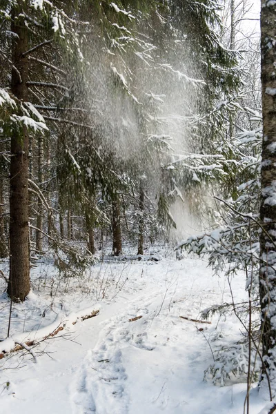 Neve che cade dagli alberi nella foresta invernale — Foto Stock