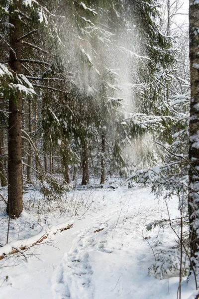 Neve che cade dagli alberi nella foresta invernale — Foto Stock