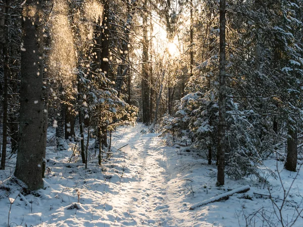 Hó hullott a fák a téli erdő — Stock Fotó