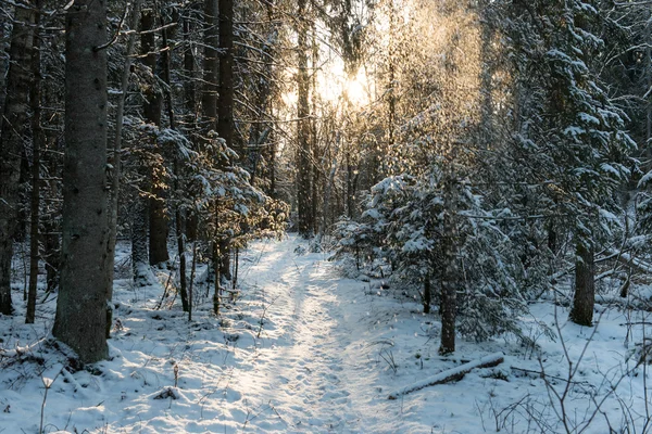 Neve caindo de árvores na floresta de inverno — Fotografia de Stock