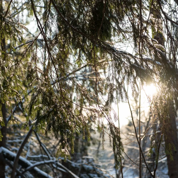 Ветви зимних деревьев в абстрактной текстуре — стоковое фото