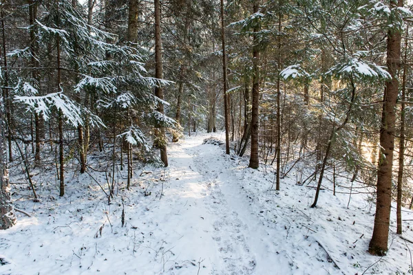 Havas téli erdő havas fákkal — Stock Fotó