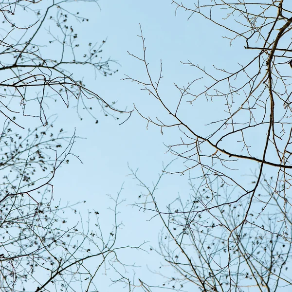 Ramas de árbol de invierno en textura abstracta — Foto de Stock