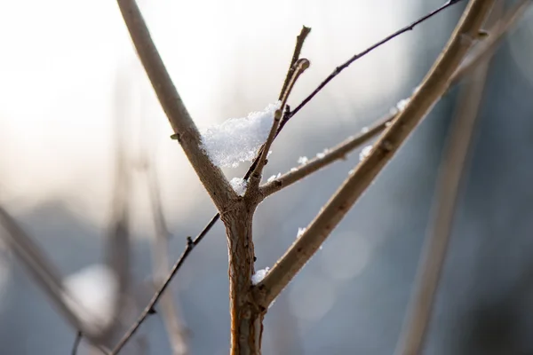 Ramas de árbol de invierno en textura abstracta —  Fotos de Stock