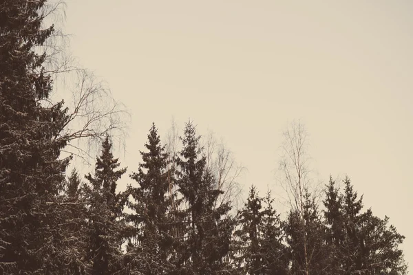 Bosque de invierno nevado con árboles cubiertos de nieve - vintage retro —  Fotos de Stock