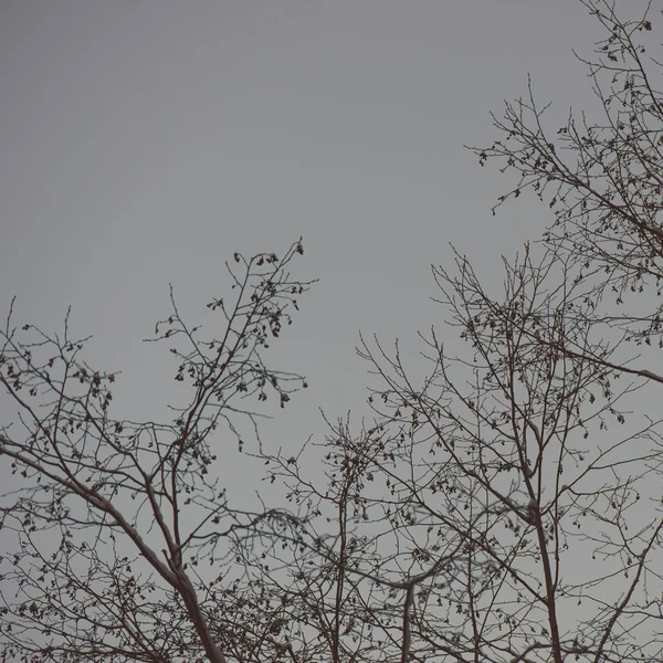 Zima Drzewo rozgałęzia się w streszczenie tekstura - retro vintage — Zdjęcie stockowe