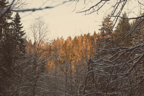 Śnieżna Zima Las ze śniegiem pokryte drzewami - retro vintage — Zdjęcie stockowe