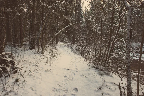 Verschneiter Winterwald mit schneebedeckten Bäumen - Retro-Jahrgang — Stockfoto