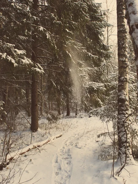 Neve caindo de árvores na floresta de inverno - vintage retro — Fotografia de Stock