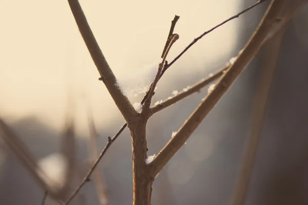 冬の抽象的なテクスチャ - レトロ ビンテージで木の枝 — ストック写真