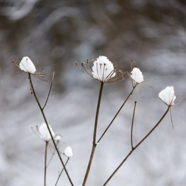 ağaç dalları Soyut doku kış