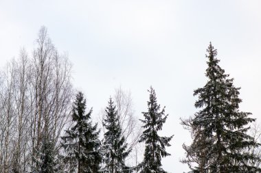 ağaç dalları Soyut doku kış