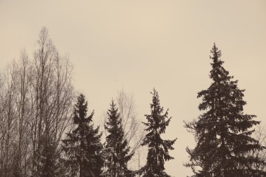 Soyut doku - retro vintage kış ağacı dalları