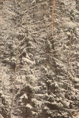 Soyut doku - retro vintage kış ağacı dalları