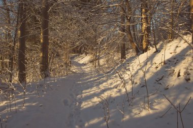 ağaçlar - retro vintage kar karlı kış ormanla kaplı