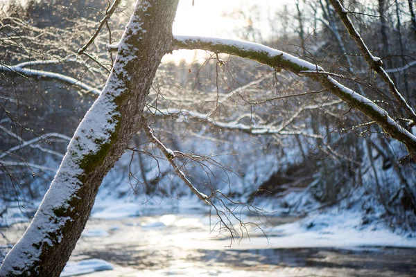 Χειμώνας κλαδιά δέντρων στην αφηρημένη υφή — Φωτογραφία Αρχείου