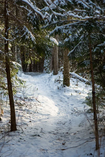 Snowy winter forest with snow covered trees — Stock Photo, Image