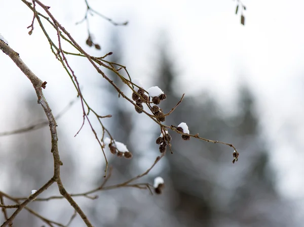 Zimní strom větví v abstraktní textury — Stock fotografie
