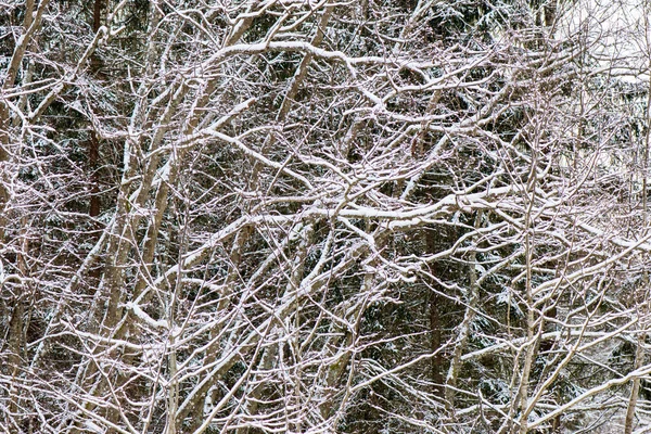 Winter tree branches in abstract texture — Stock Photo, Image