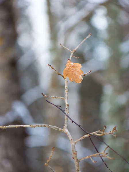 Ağaç dalları Soyut doku kış — Stok fotoğraf