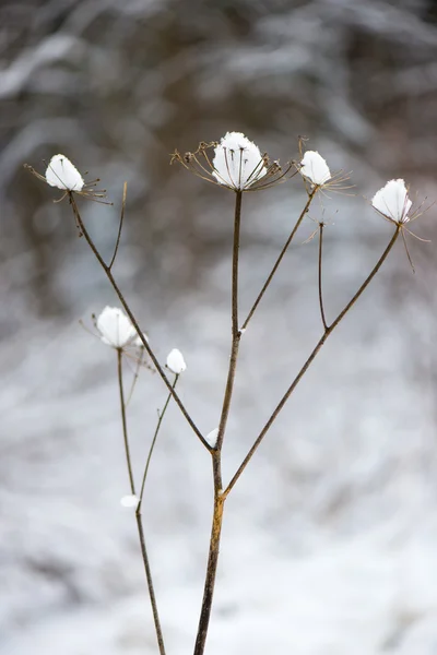 Ramos de árvore de inverno em textura abstrata — Fotografia de Stock