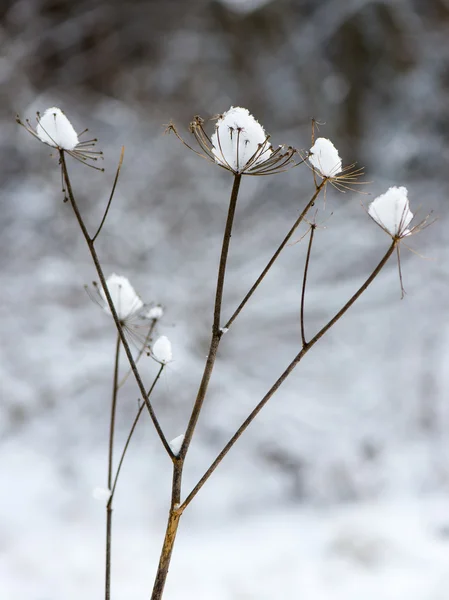 Ramos de árvore de inverno em textura abstrata — Fotografia de Stock