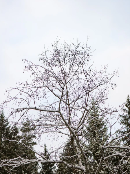 Branches d'arbres d'hiver en texture abstraite — Photo