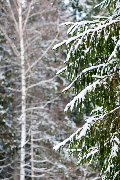 Branches d'arbres d'hiver en texture abstraite — Photo
