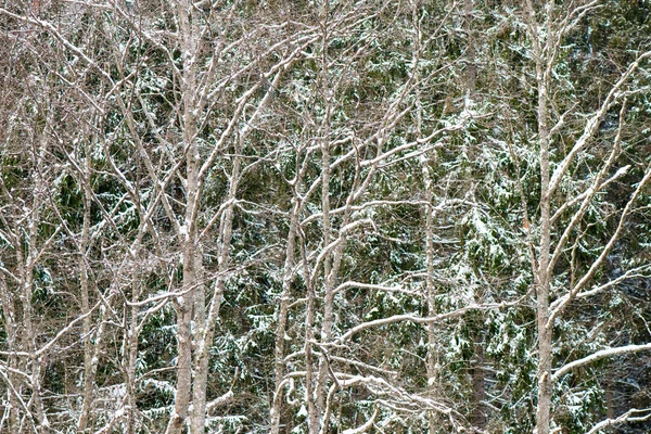 Winter tree branches in abstract texture — Stock Photo, Image