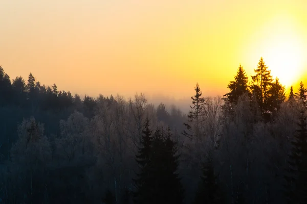 겨울에 숲을 통해 아름 다운 어두운 일출 — 스톡 사진