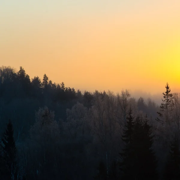 Belo nascer do sol escuro sobre a floresta no inverno — Fotografia de Stock