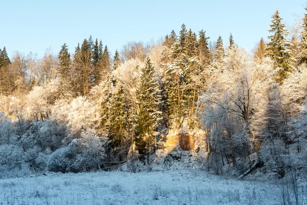 雪に覆われた木々に覆われた冬の森 — ストック写真