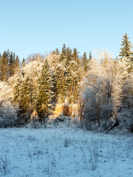 Snöig vinterskog med snötäckta träd — Stockfoto