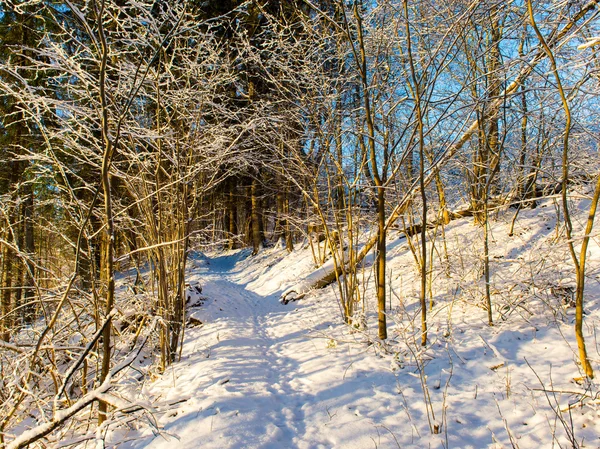 Bosque nevado de invierno con árboles cubiertos de nieve —  Fotos de Stock