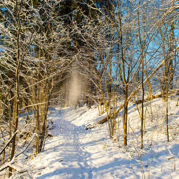 बर्फ से ढके हुए पेड़ों के साथ बर्फीले शीतकालीन वन — स्टॉक फ़ोटो, इमेज