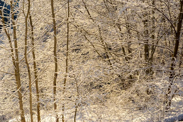 Forêt enneigée d'hiver avec arbres enneigés — Photo