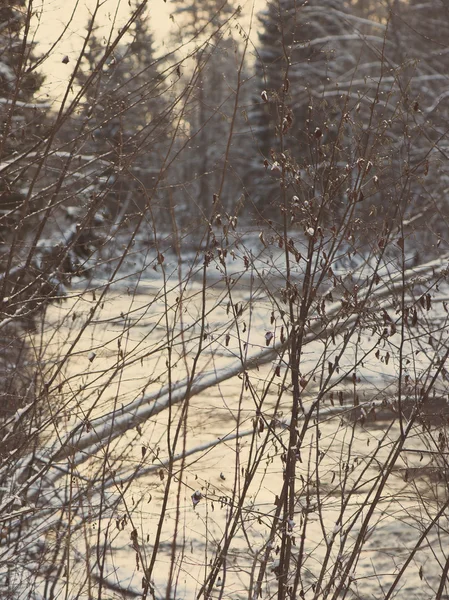 Branches d'arbres d'hiver en texture abstraite - vintage rétro — Photo