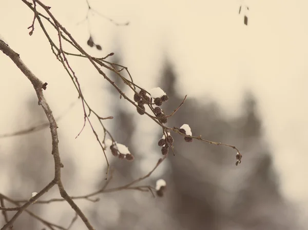겨울 나뭇가지 추상 질감-레트로 빈티지 — 스톡 사진