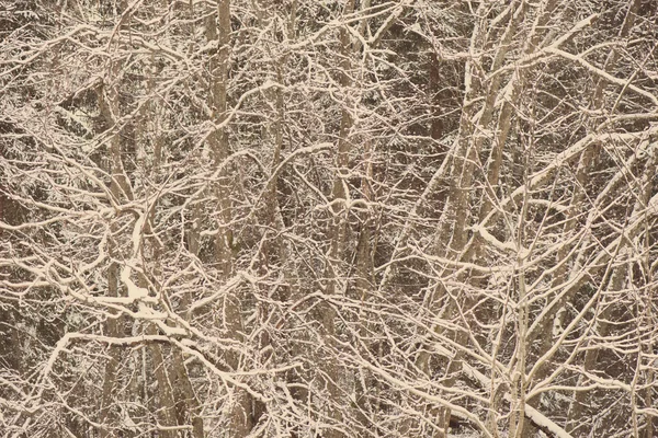 Rami d'albero invernali in texture astratta - vintage retrò — Foto Stock