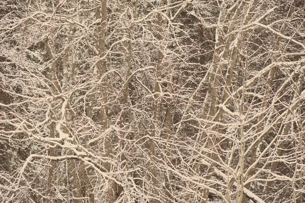 Winter tree branches in abstract texture - retro vintage — Stock Photo, Image