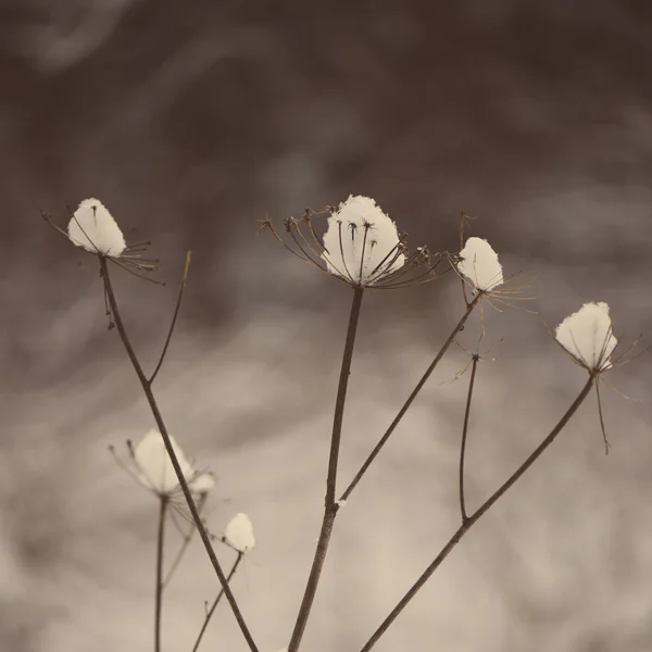 겨울 나뭇가지 추상 질감-레트로 빈티지 — 스톡 사진