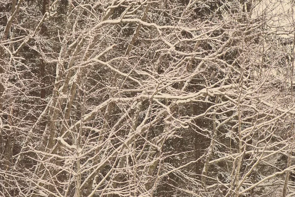 Branches d'arbres d'hiver en texture abstraite - vintage rétro — Photo