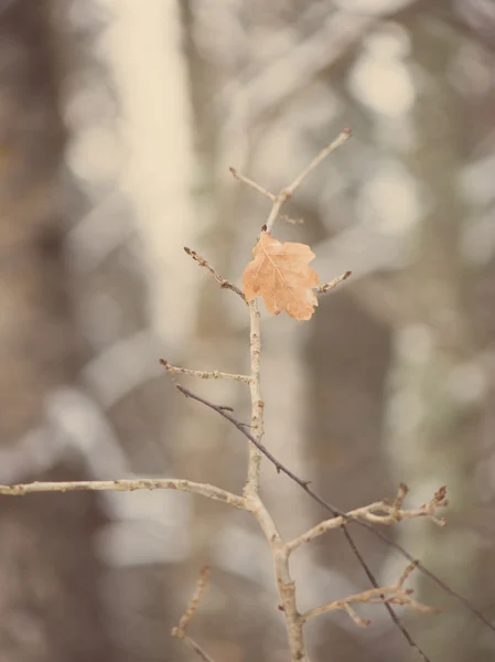 Ramas de árboles de invierno en textura abstracta - vintage retro —  Fotos de Stock