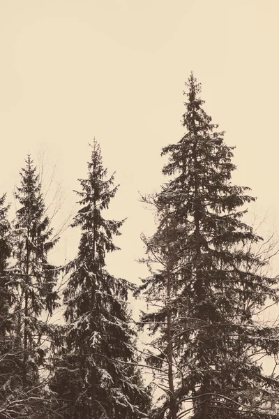 Winter boomtakken in abstract texture - retro vintage — Stockfoto