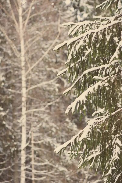 Branches d'arbres d'hiver en texture abstraite - vintage rétro — Photo