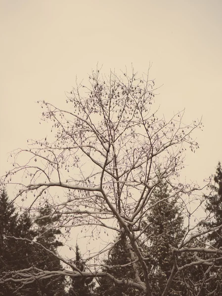 Ramas de árboles de invierno en textura abstracta - vintage retro — Foto de Stock