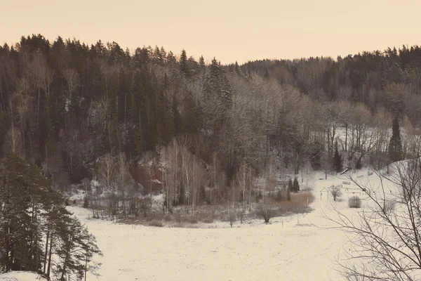 Χειμώνα χιονισμένο δάσος με χιόνι κάλυψε δέντρα - ρετρό vintage — Φωτογραφία Αρχείου
